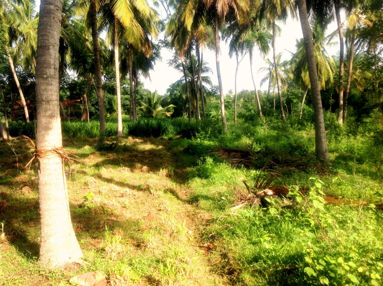 Green Woods