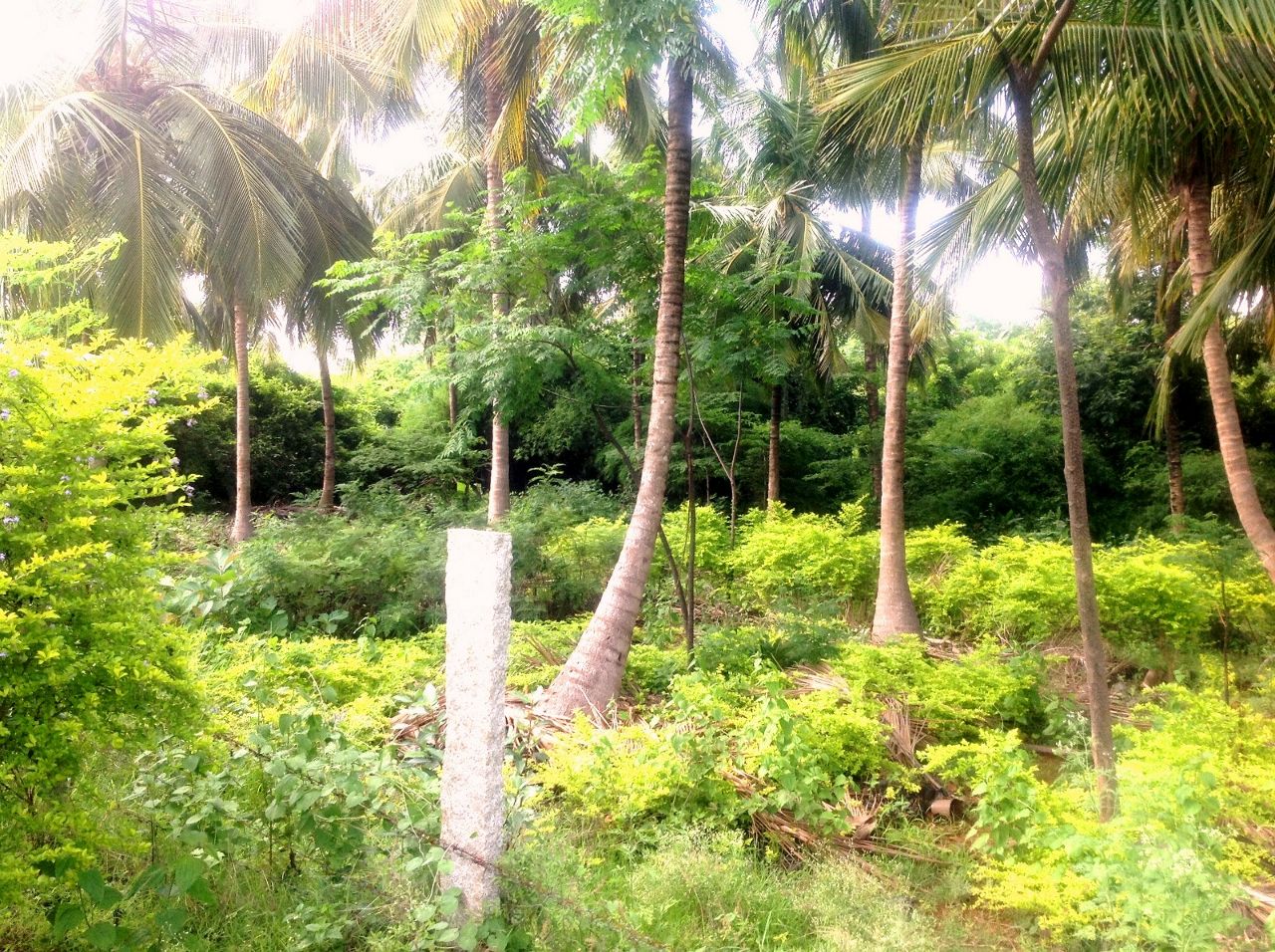 Green Woods
